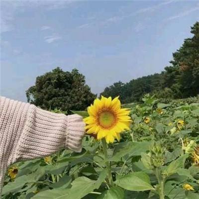 龙魂战役手游最新版(暂未上线)v1.0 安卓版
